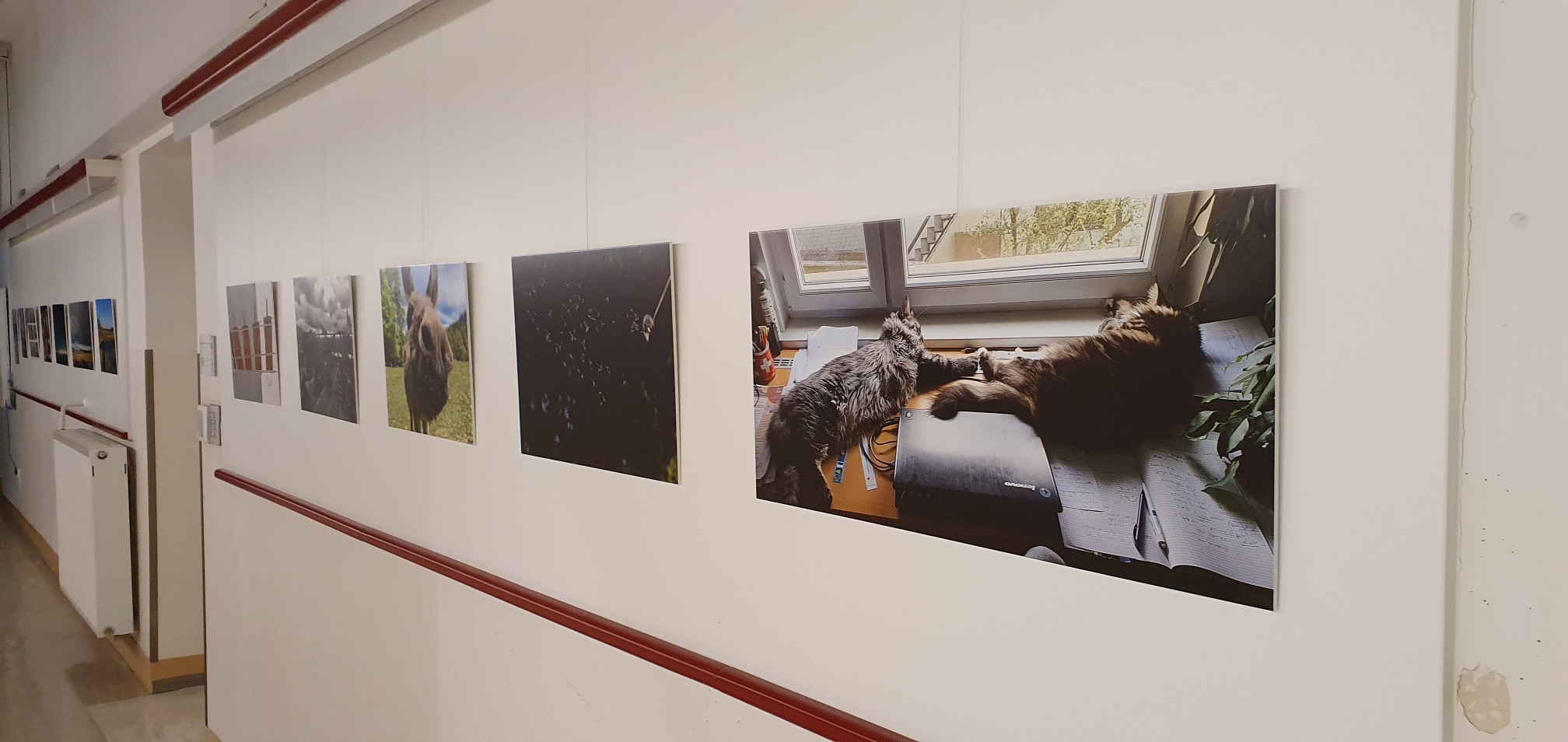 The new LBK photo exhibition dedicated to COVID-19 is on-site and on-line