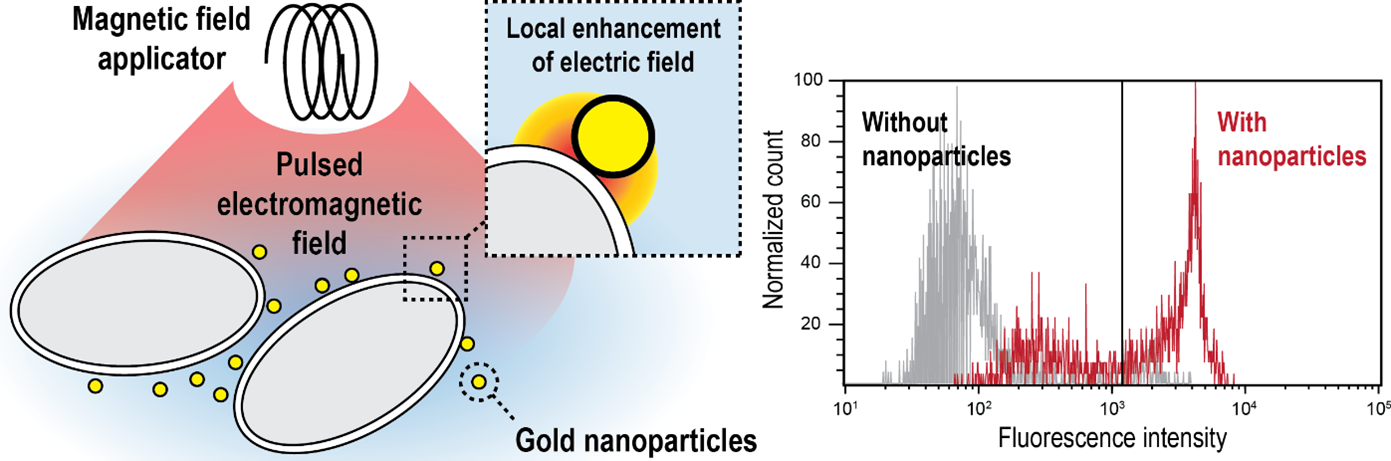 Outstanding achievement in science: Contactless electroporation induced by high intensity pulsed electromagnetic fields via distributed nanoelectrodes