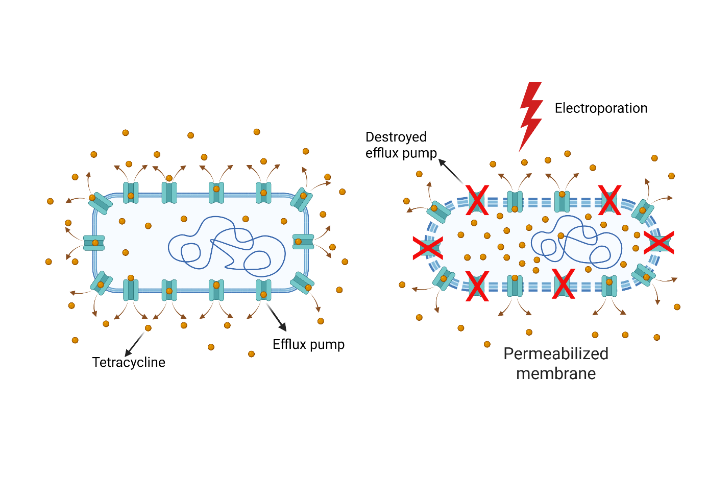 Introduction of different molecules into bacteria via reversible electroporation
