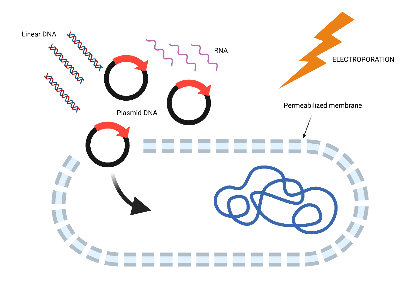 Inactivation of the bacterial tetracycline efflux pump by electroporation