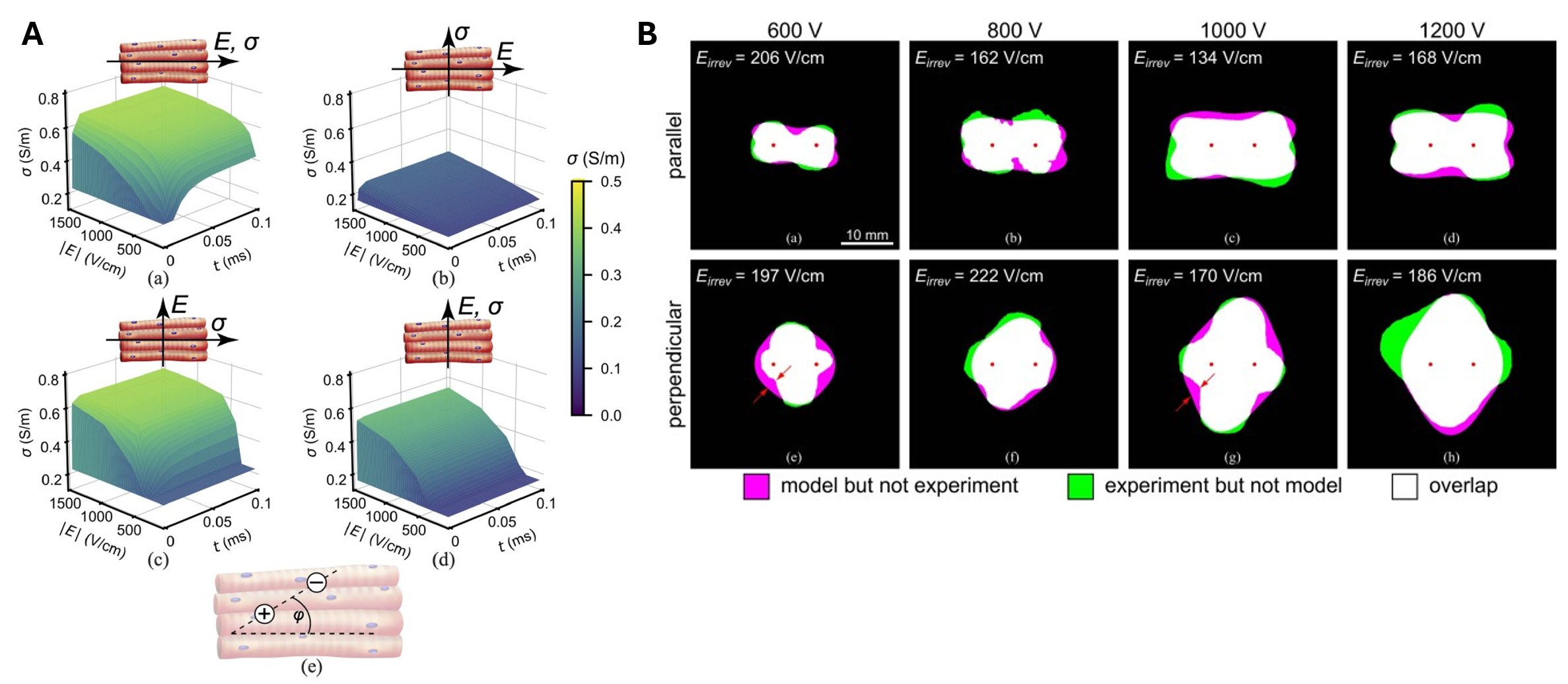 Molecular dynamics simulations of electropore formation