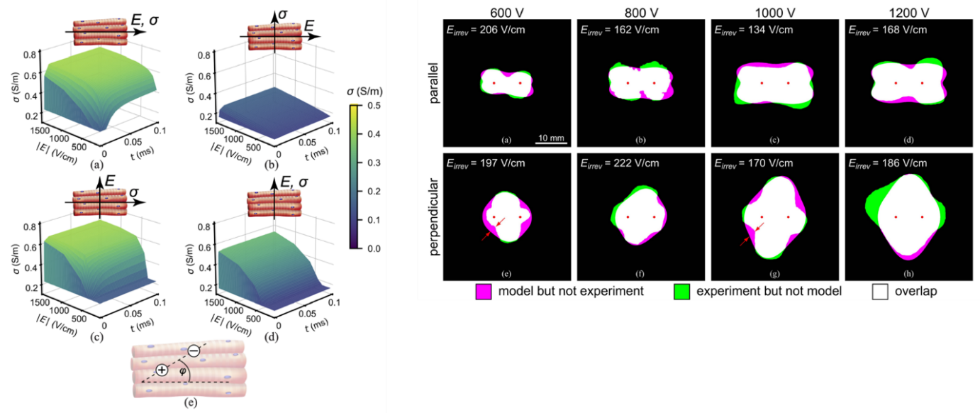 Electrical conductivity and numerical model comparison with experimental lesions